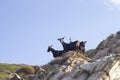 Goats on Zarko beach cliff, Evia, Greece.
